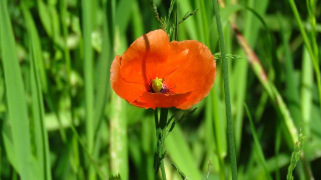 Klatschmohn